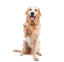 Golden retriever dog sitting straight giving paw - obrazy, fototapety, plakaty