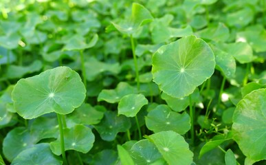 Fototapeta na wymiar green leaves Centella asiatica or gotu kola organic vegetable and herb on natural light background