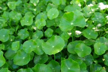 Fototapeta premium green leaves Centella asiatica or gotu kola organic vegetable and herb on natural light background
