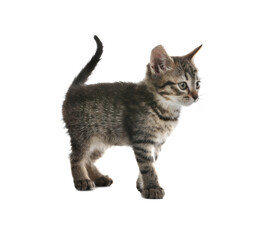 Cute little tabby kitten on white background