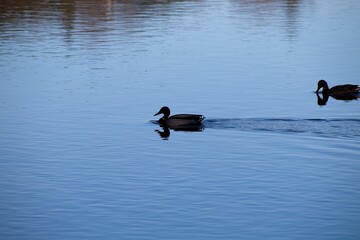 duck on the water