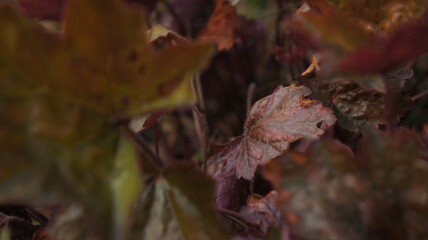 Heuchera with red leaves. Defocus. Close up