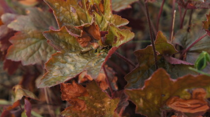 Heuchera with red leaves. Defocus. Close up