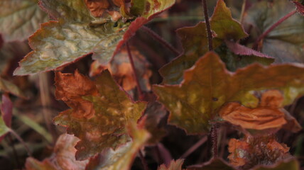 Heuchera with red leaves. Defocus. Close up