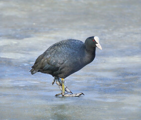 Portrait of the cute australian coot on the frozen lake (Fulica atra) 
