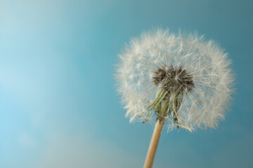 Beautiful dandelion flower on light blue background, closeup. Space for text