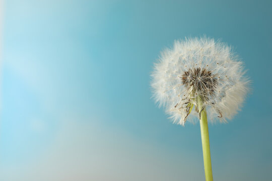 Beautiful dandelion flower on light blue background. Space for text © New Africa