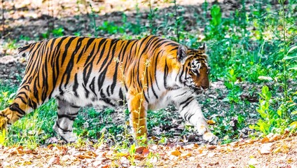 The Bengal tiger is a tiger from a specific population of the Panthera tigris tigris subspecies that is native to the Indian subcontinent.