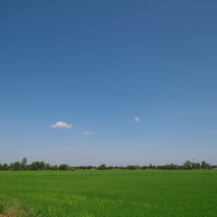 Obraz na płótnie Canvas Blue sky over green rice paddy