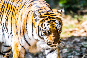 Fototapeta na wymiar The Bengal tiger is a tiger from a specific population of the Panthera tigris tigris subspecies that is native to the Indian subcontinent.