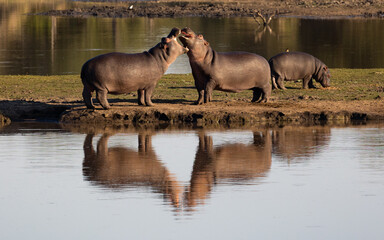 Young hippos play fighting at a waterhole
