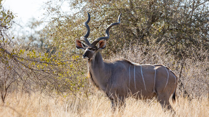 Naklejka na ściany i meble kudu bull in winter season