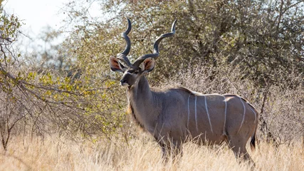 Plexiglas foto achterwand kudu bull in winter season © Jurgens