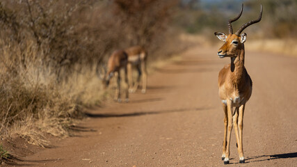 Impala ram in the road