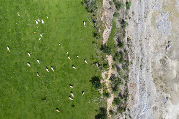 The animals graze on the meadow. near quarry. Cow on the grass frome drone aerial view