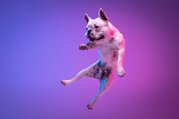 Portrait of purebred dog bulldog jumping isolated over studio background in neon gradient pink purple light.