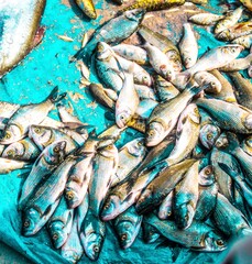 fish market in Bilaspur 