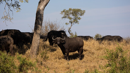 cape buffalo cooling off in a waterhole