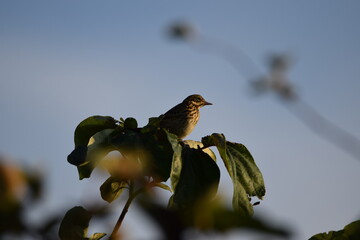 pájaro en un árbol mirando la puesta de sol en verano