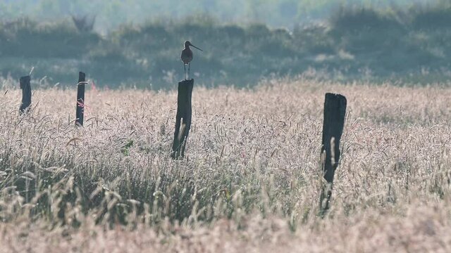 Black tailed godwit standing on the  post fence in the moor meadow, summer, (limosa limosa), germany