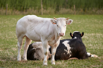 A white and black young cow in the meadow
