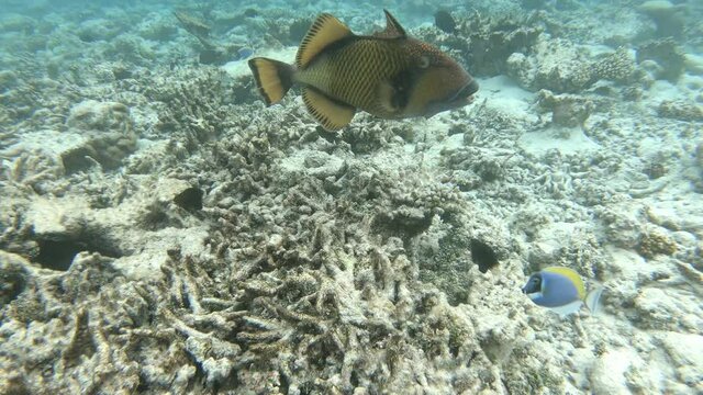 ein Riesen-Dr&uuml;ckerfisch greift mich im Korallenriff an