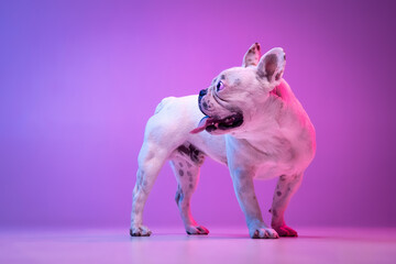 Portrait of purebred dog bulldog posing isolated over studio background in neon gradient pink purple light.