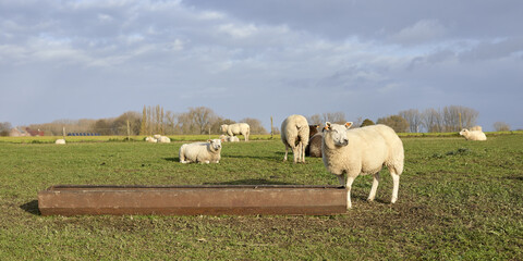 Flock of sheep and lamb in a field in Flanders Belgium