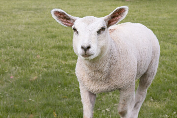 Portrait of a white sheep lamb