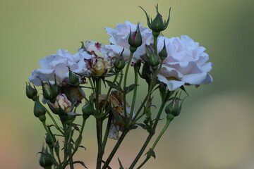 rosas blancas en un día de verano 