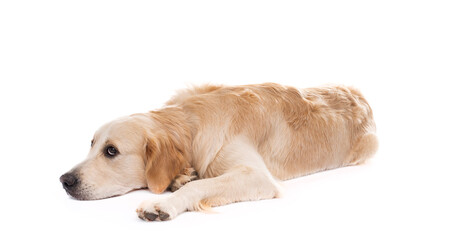 Naklejka na ściany i meble Golden retriever dog lying sideways with head down