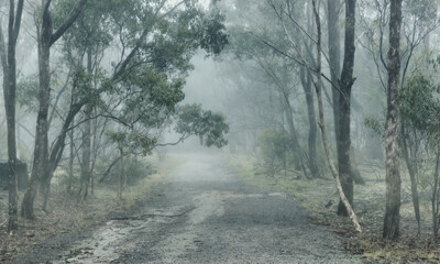 Fototapeta na wymiar Foggy bush path, Woodlands Historic Park, Greenvale, Melbourne