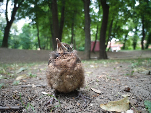A young bird falling out of a nest on the ground.
