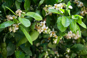 White Pomelo blossom clusters