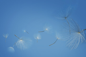 Many dandelion seeds flying on blue background