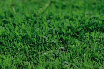 Green grass background. Summer grass leaves texture.