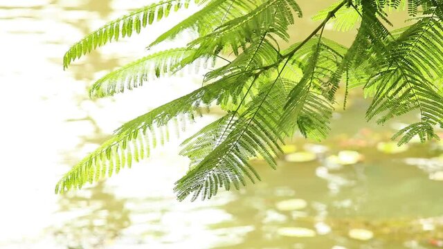 Leaves moving by wind  near the river  in  Chiangmai  Thailand