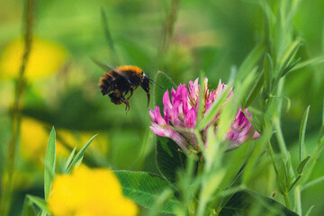 red clover meadow with a bumblebee