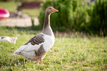 Close up ducks, park the details and expressions of ducks