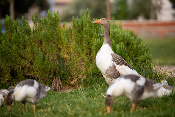 Close up ducks, park the details and expressions of ducks