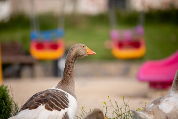 Close up ducks, park the details and expressions of ducks