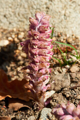 Gewöhnliche Schuppenwurz (Lathraea squamaria)	