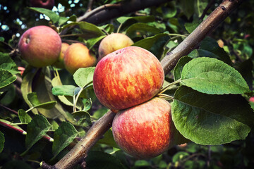 Shiny delicious apples hanging from a tree branch in an apple orchard
