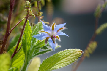 Borretsch Blume blau