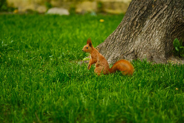 Red squirrel portrait in park. Cute tree squirrel sitting on green grass.