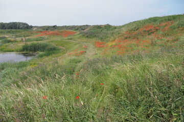 A sand dune landscape by the Dutch coast, filled with grasses and poppies, along with a pond and water life such as coots