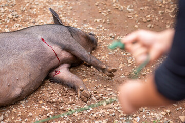 The poor big fat boar was shot and bled. Wild animals caught by hunters Ideas to End Wild Hunting...
