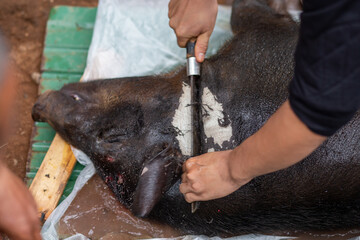 Select Focus Black Boar, a hill tribe chef uses a knife to scrape off the black fur. see white skin After using hot water to scald the pig's skin, it makes it easier for the fur to come off.