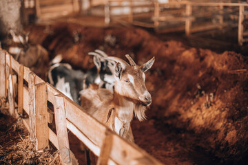 Black and white goat in stall barn