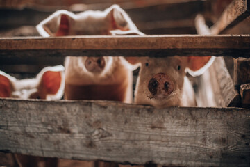 Pigs trying to get out of the wooden fence